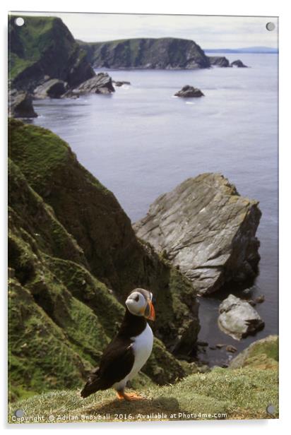 A solitary puffin Acrylic by Adrian Snowball