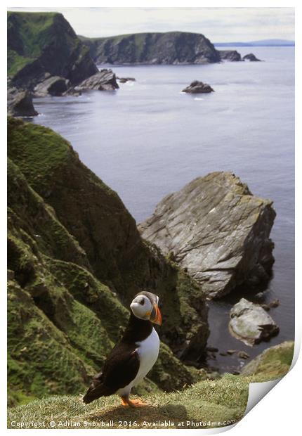 A solitary puffin Print by Adrian Snowball