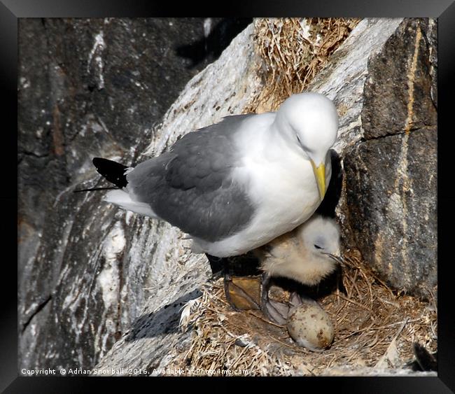 Kittiwake and chick Framed Print by Adrian Snowball