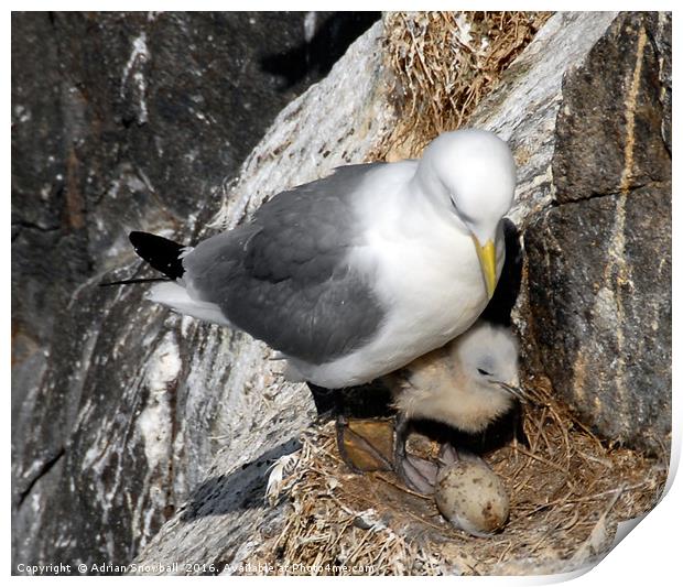 Kittiwake and chick Print by Adrian Snowball