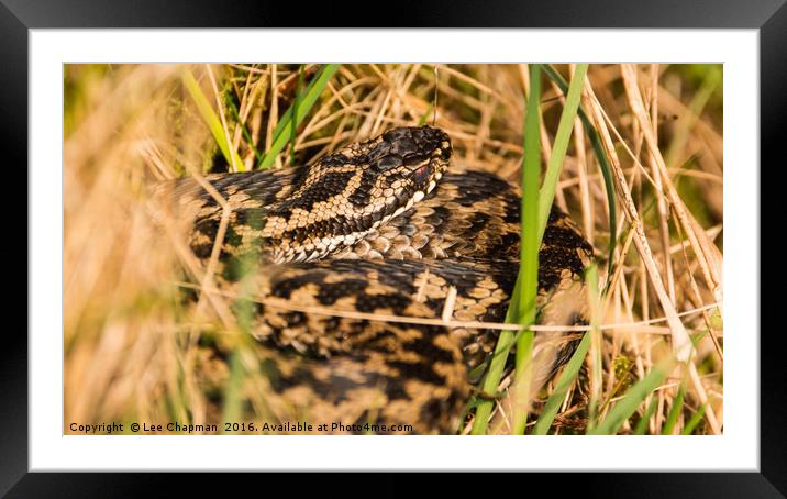 Snake in the Grass Framed Mounted Print by Lee Chapman