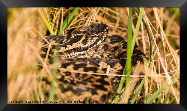 Snake in the Grass Framed Print by Lee Chapman
