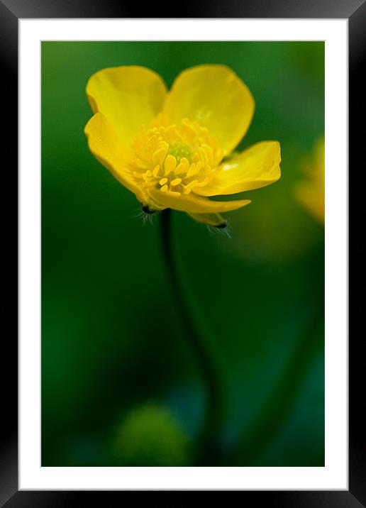 Buttercup Framed Mounted Print by Tara Taylor