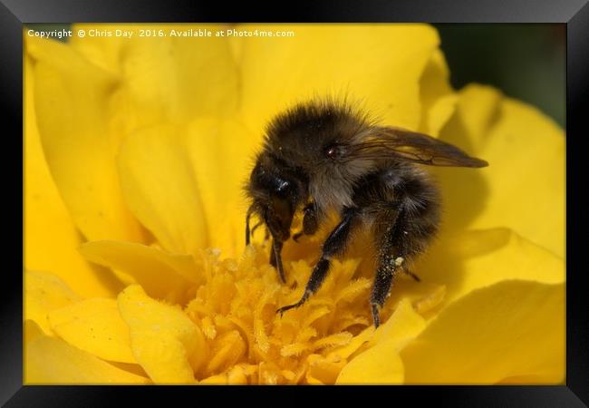 Common Bee Framed Print by Chris Day