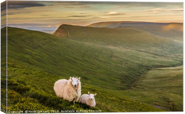 Welsh Mountain Sheep Canvas Print by Heidi Stewart