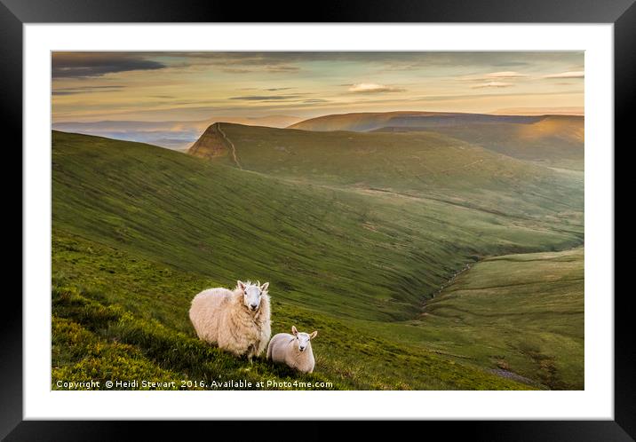 Welsh Mountain Sheep Framed Mounted Print by Heidi Stewart