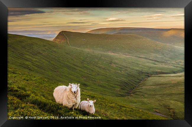 Welsh Mountain Sheep Framed Print by Heidi Stewart