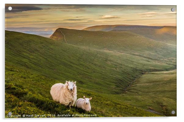 Welsh Mountain Sheep Acrylic by Heidi Stewart