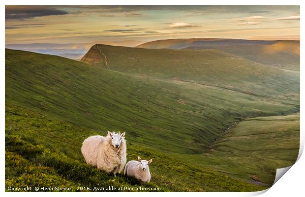 Welsh Mountain Sheep Print by Heidi Stewart