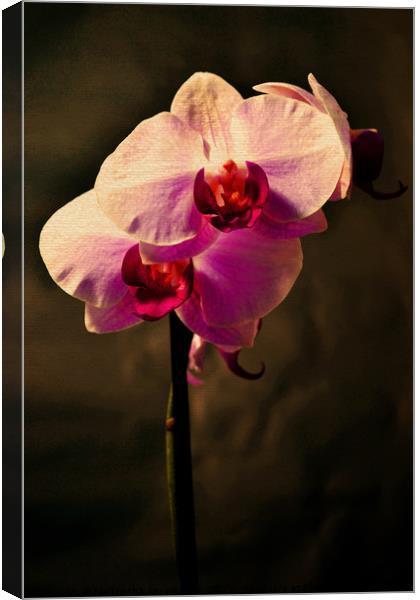 Orchid Canvas Print by Nadeesha Jayamanne
