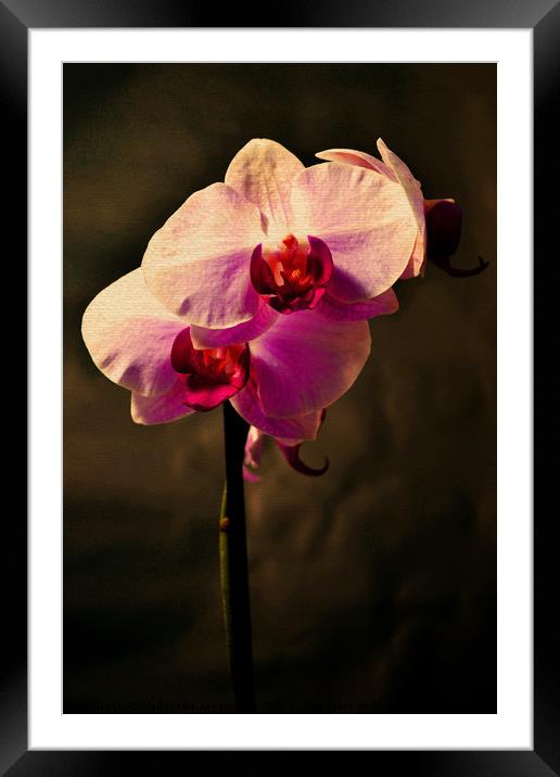 Orchid Framed Mounted Print by Nadeesha Jayamanne