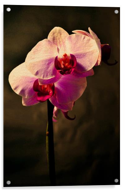 Orchid Acrylic by Nadeesha Jayamanne