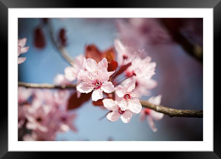 Flowering Cherry Blossom Framed Mounted Print by Tara Taylor