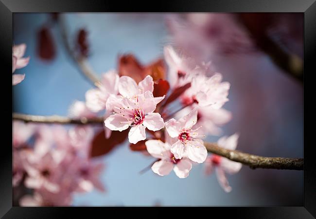 Flowering Cherry Blossom Framed Print by Tara Taylor