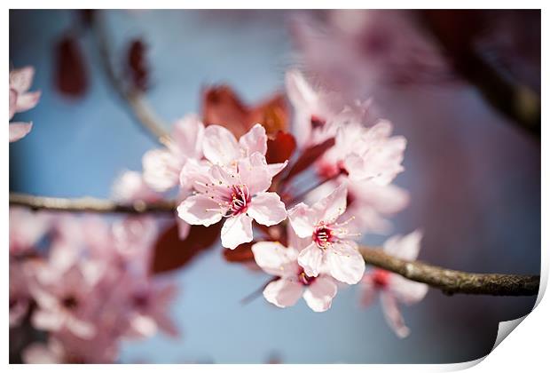 Flowering Cherry Blossom Print by Tara Taylor
