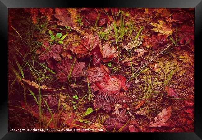 Autumn Red Framed Print by Zahra Majid