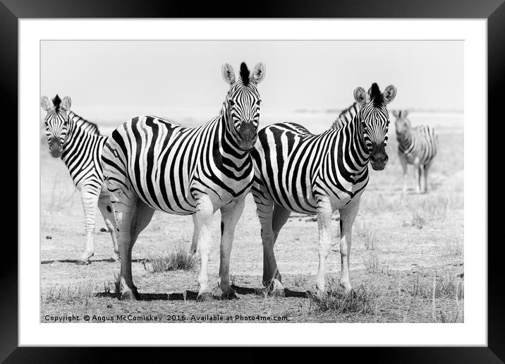 Curious zebras  Framed Mounted Print by Angus McComiskey