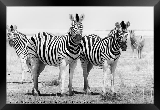 Curious zebras  Framed Print by Angus McComiskey
