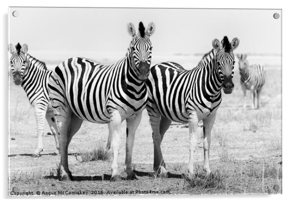 Curious zebras  Acrylic by Angus McComiskey