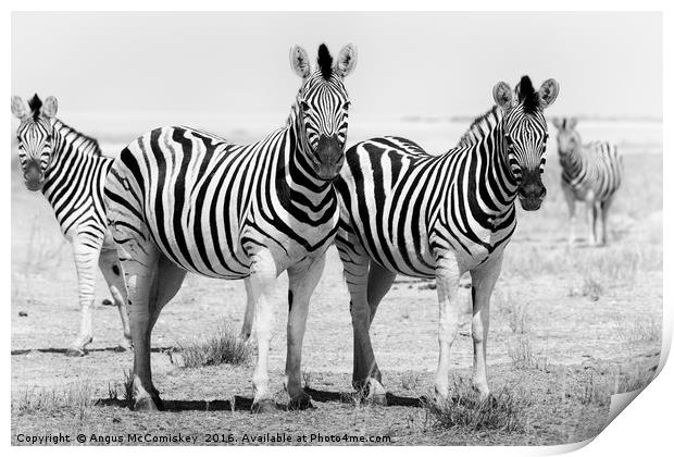Curious zebras  Print by Angus McComiskey