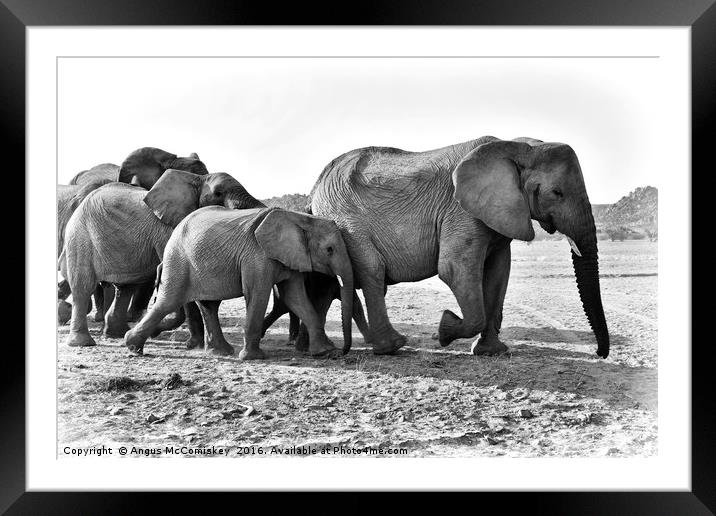 Desert adapted elephants on the move Framed Mounted Print by Angus McComiskey