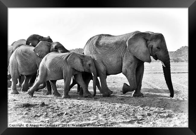 Desert adapted elephants on the move Framed Print by Angus McComiskey