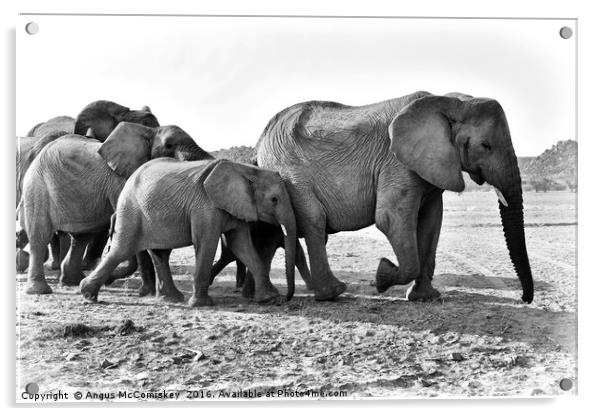Desert adapted elephants on the move Acrylic by Angus McComiskey