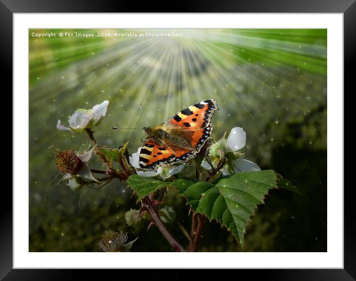  Tortoise shell Butterfly Framed Mounted Print by Derrick Fox Lomax