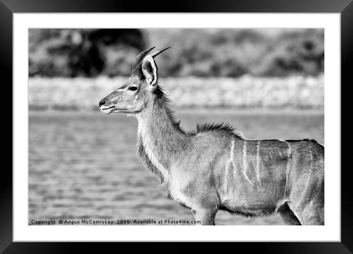 Young male kudu  Framed Mounted Print by Angus McComiskey