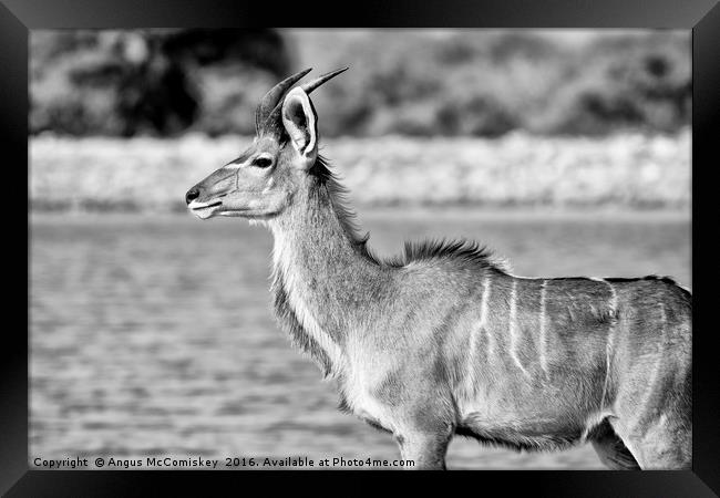 Young male kudu  Framed Print by Angus McComiskey