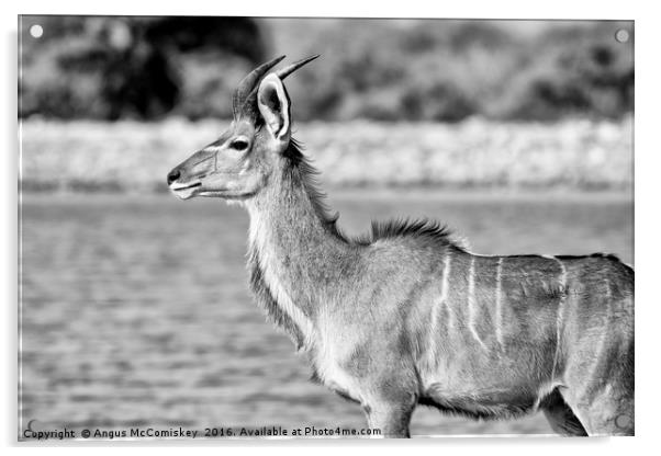Young male kudu  Acrylic by Angus McComiskey