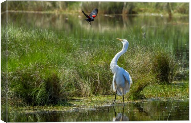 A Disagreement at the Pond Canvas Print by Belinda Greb