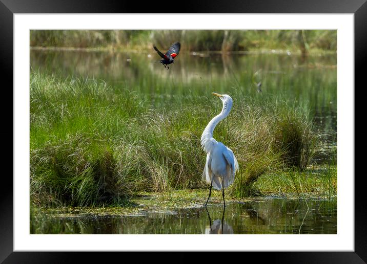 A Disagreement at the Pond Framed Mounted Print by Belinda Greb