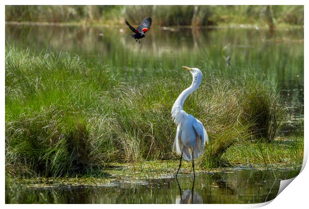 A Disagreement at the Pond Print by Belinda Greb