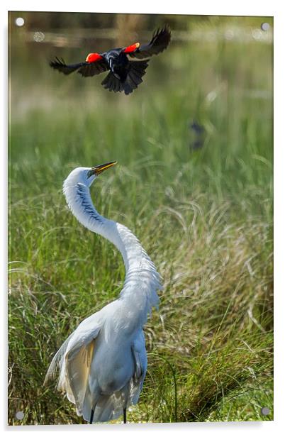 Under Attack Acrylic by Belinda Greb