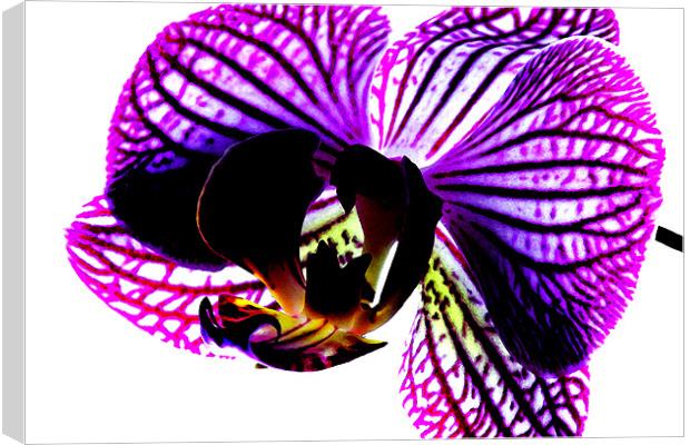 Orchid Canvas Print by Ian Jeffrey