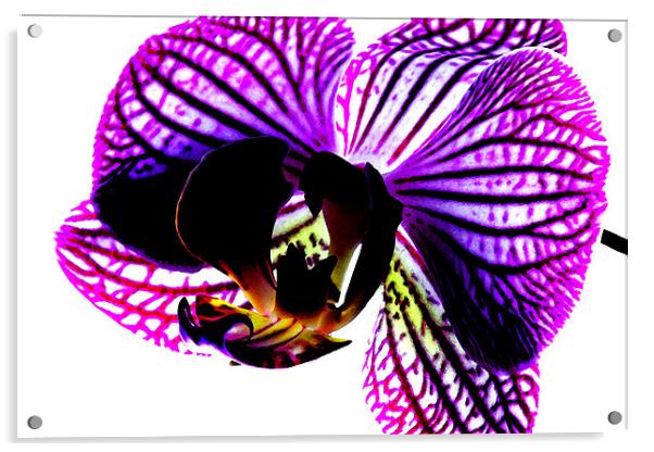 Orchid Acrylic by Ian Jeffrey