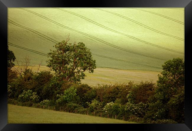 a hedgerow in summer Framed Print by graham young
