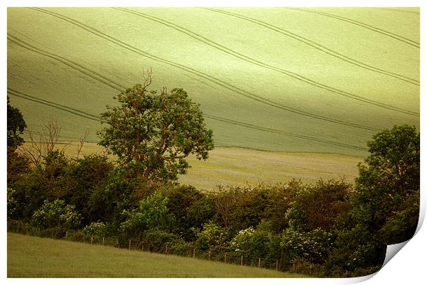 a hedgerow in summer Print by graham young