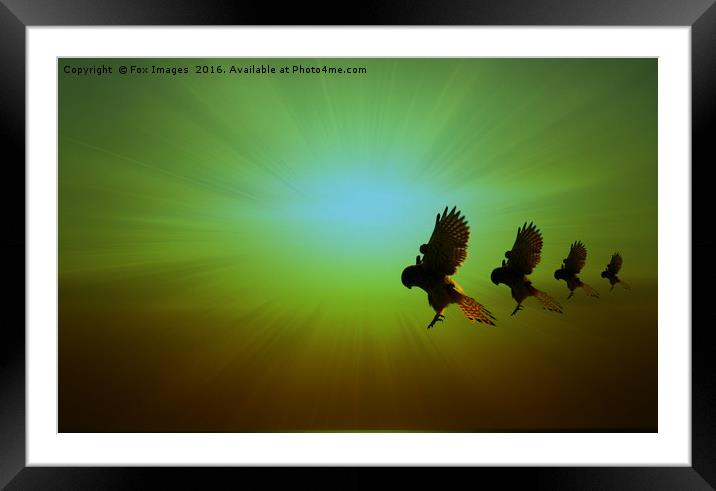 Kestrels in flight Framed Mounted Print by Derrick Fox Lomax