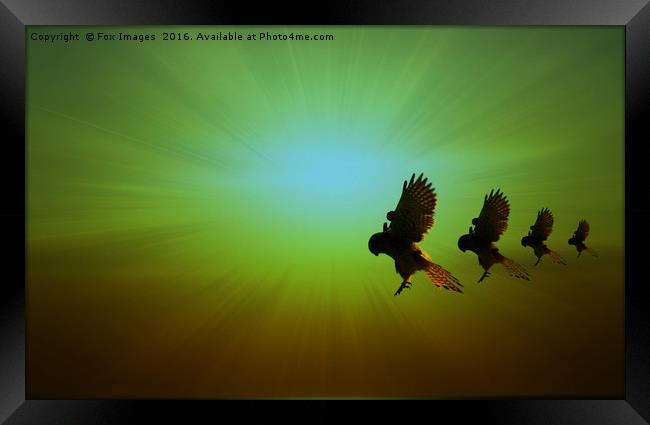 Kestrels in flight Framed Print by Derrick Fox Lomax