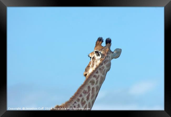 Giraffe neck in profile Framed Print by Jonathon Cuff