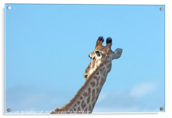 Giraffe neck in profile Acrylic by Jonathon Cuff