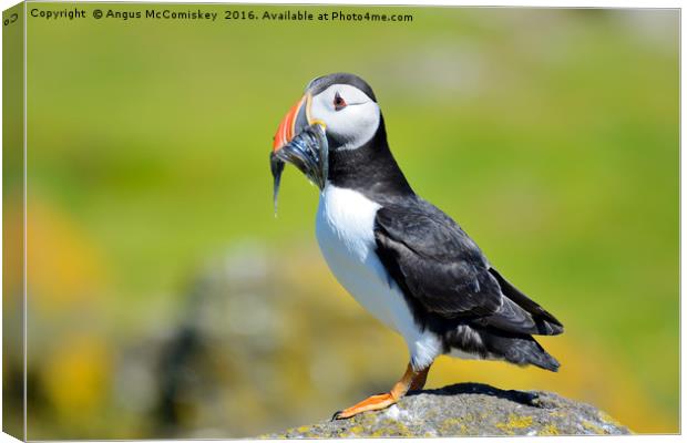 Puffin with sand eels Canvas Print by Angus McComiskey