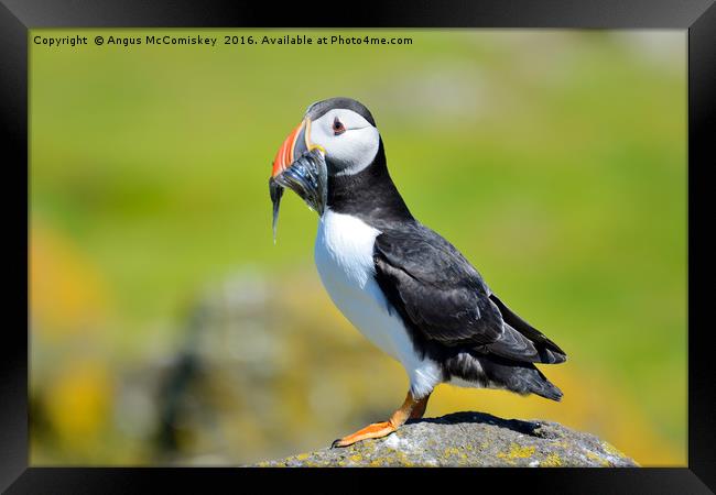 Puffin with sand eels Framed Print by Angus McComiskey