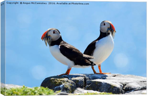 Isle of May Puffins Canvas Print by Angus McComiskey