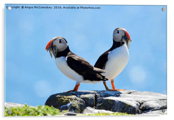 Isle of May Puffins Acrylic by Angus McComiskey