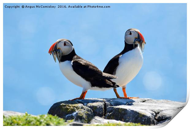 Isle of May Puffins Print by Angus McComiskey