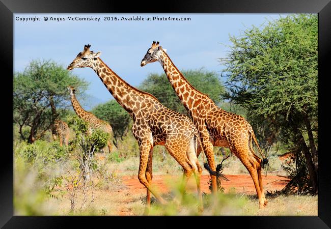 Giraffes browsing acacia trees Framed Print by Angus McComiskey
