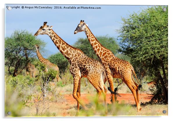Giraffes browsing acacia trees Acrylic by Angus McComiskey